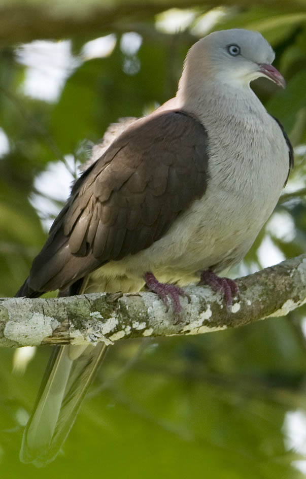 Ducula aurorae